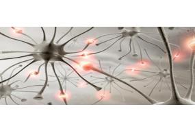 DR. GUILLERMO SCHREIBER